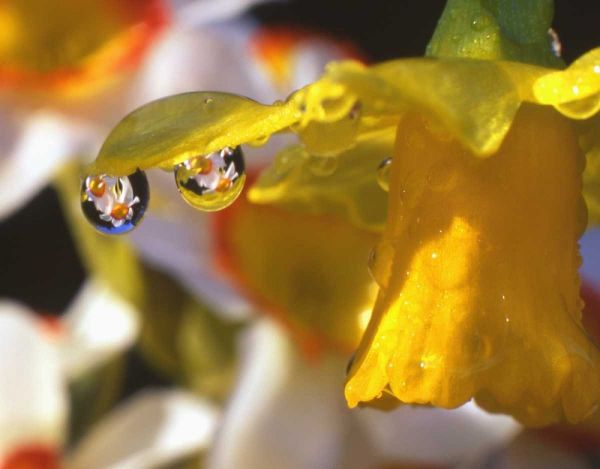 OR, Dewdrops clinging to daffodil petals